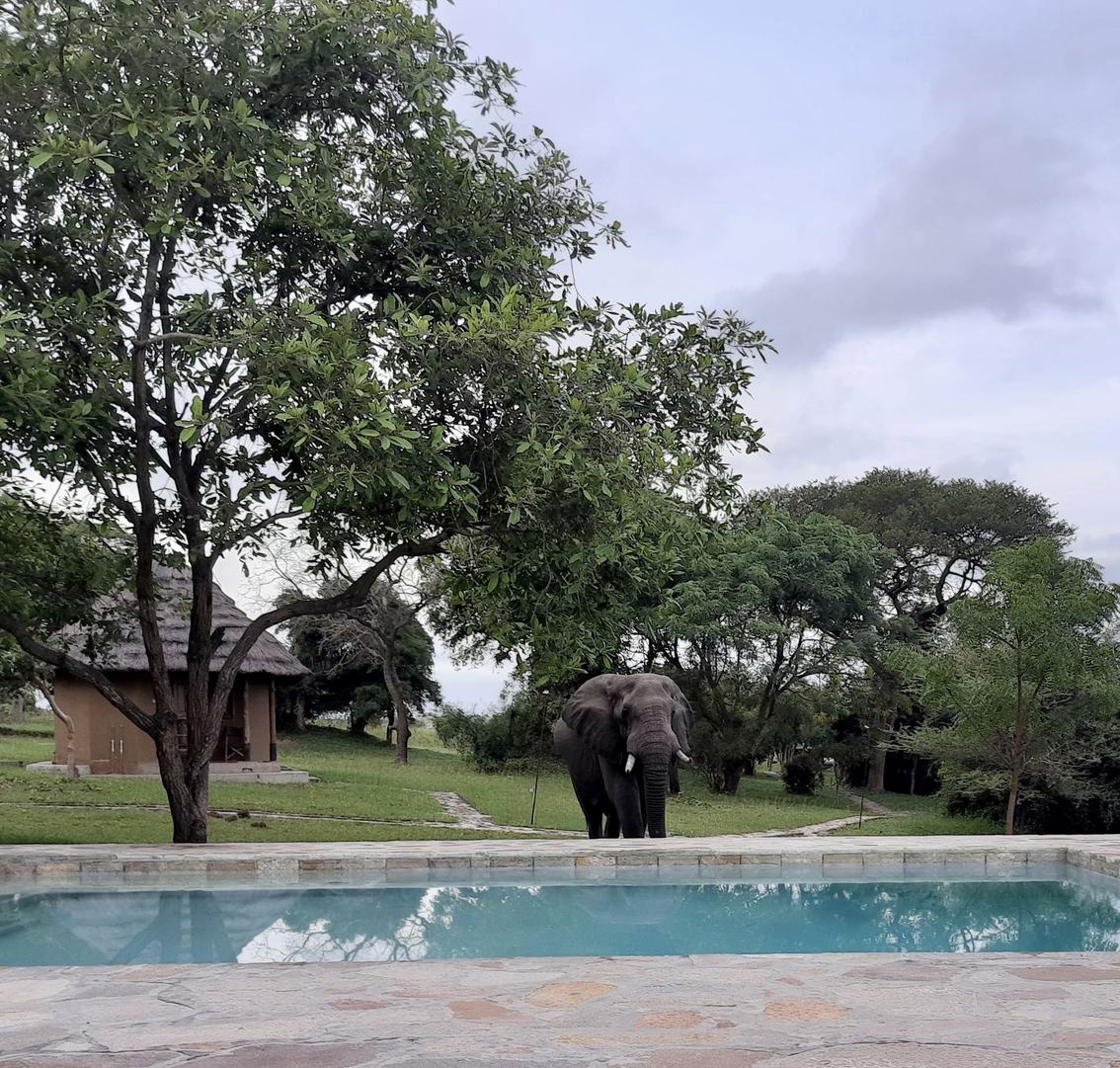 Éléphant passant devant la pelouse de la piscine au Bwana Tembo Safari Camp