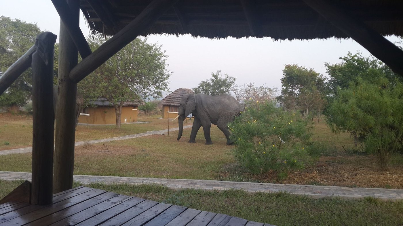 Éléphant paissant à côté de la terrasse en bois au Bwana Tembo Safari Camp