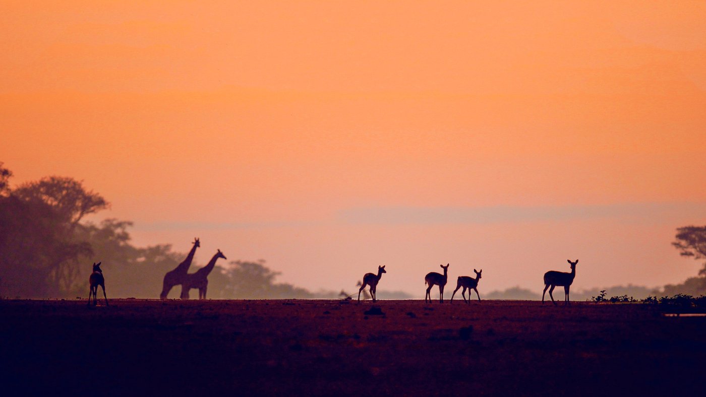 Girafe et antilope en silhouette au coucher du soleil près de Chobe Safari Lodge