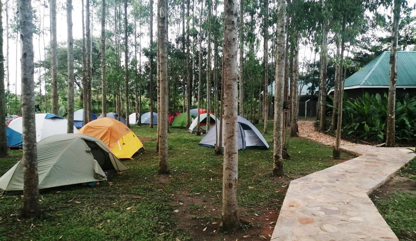 Tentes de camping dressées parmi les pins sur la pelouse de Murchison Backpackers