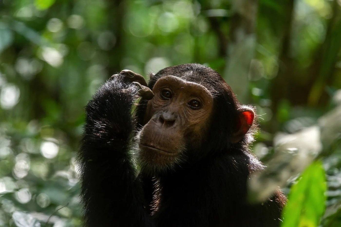 Jeune chimpanzé en gros plan dans la forêt de Budongo près de Pabidi Lodge
