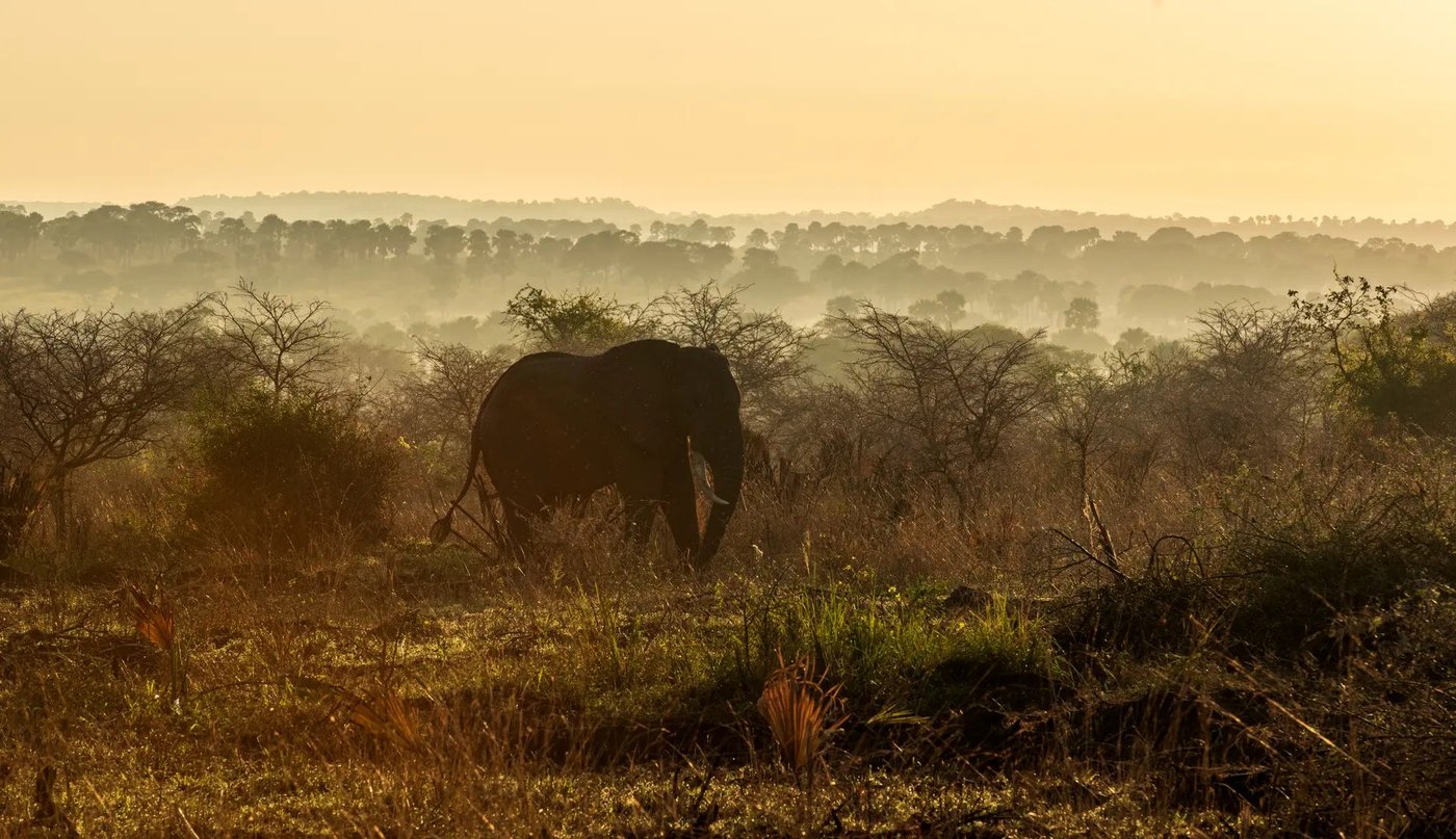 Elefant im nebeligen Busch bei Sonnenaufgang in der Nähe von Pakuba Safari Lodge