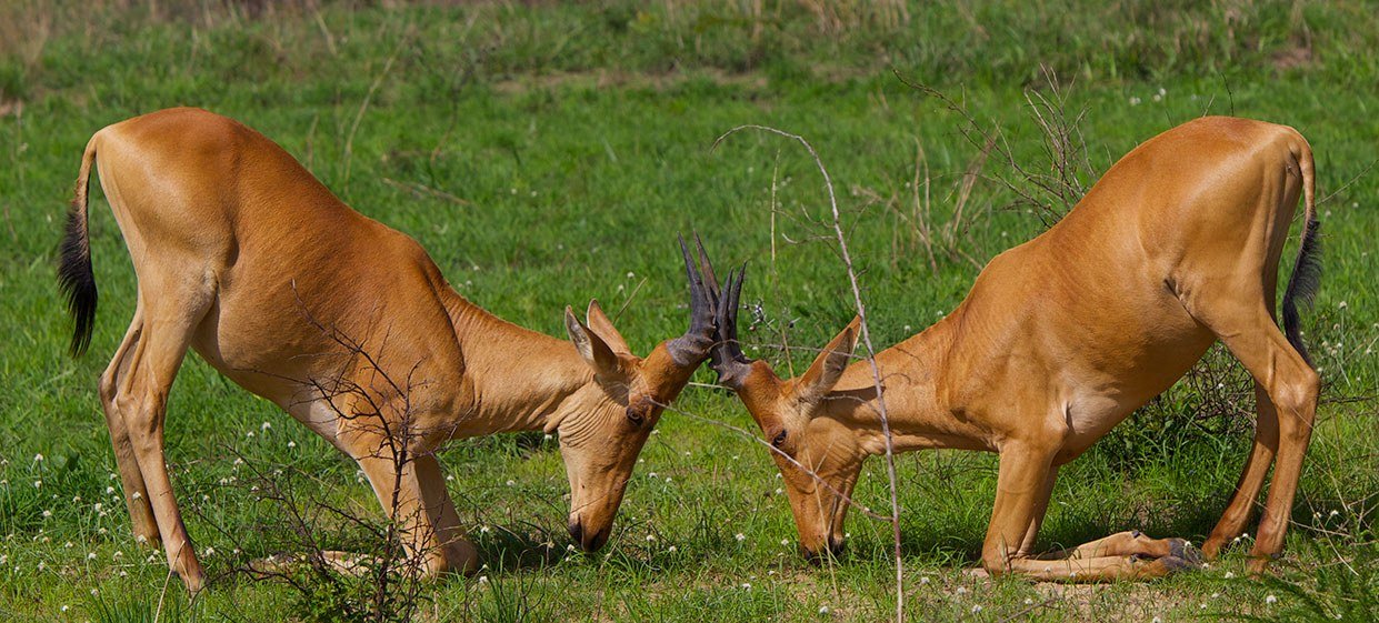 Kob-Antilope mit verschlungenen Hörnern im Gras in der Nähe der Paraa Safari Lodge