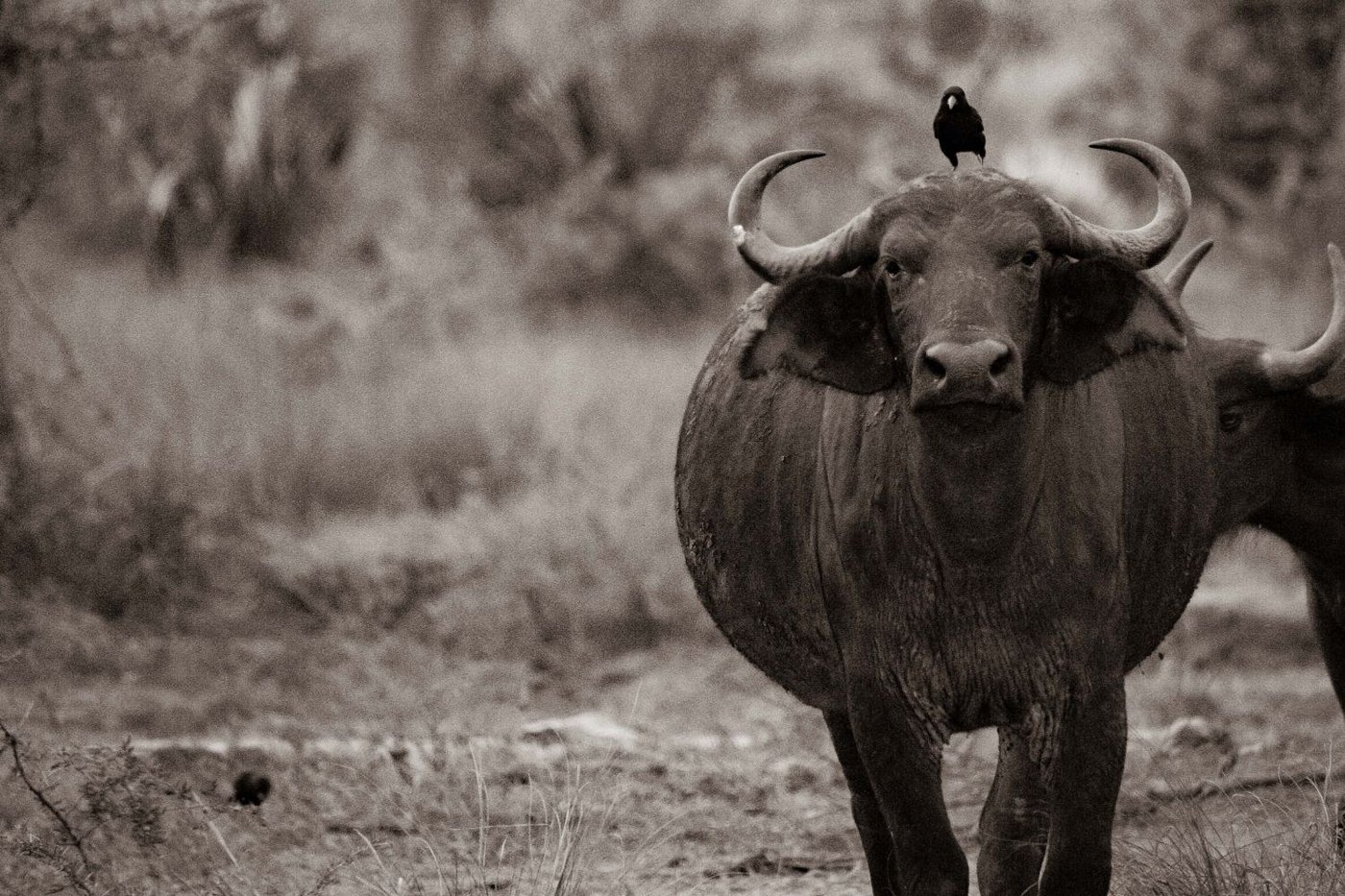 Buffle avec un pic-boeuf sur la tête près du Sambiya River Lodge