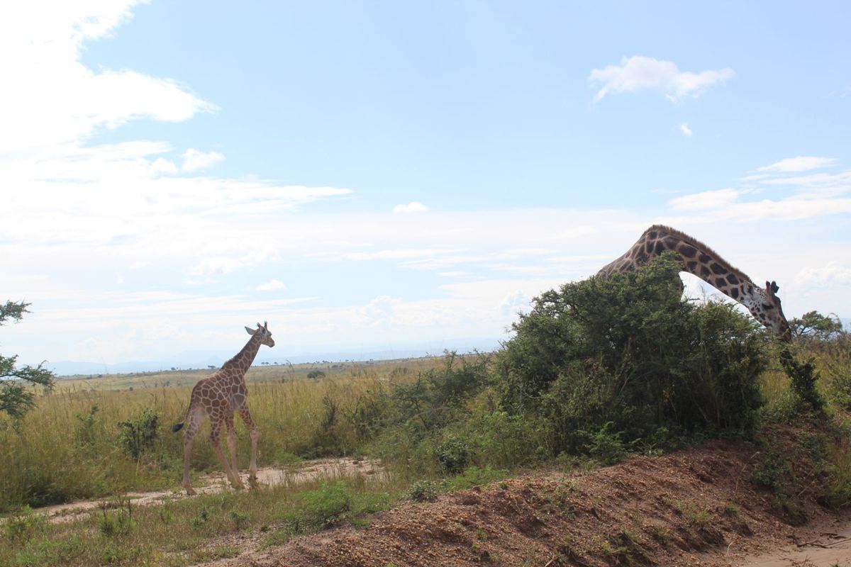 Eine erwachsene Nubische Giraffe, die über einem Busch äst, mit einem Jungtier auf offenem Gras stehend