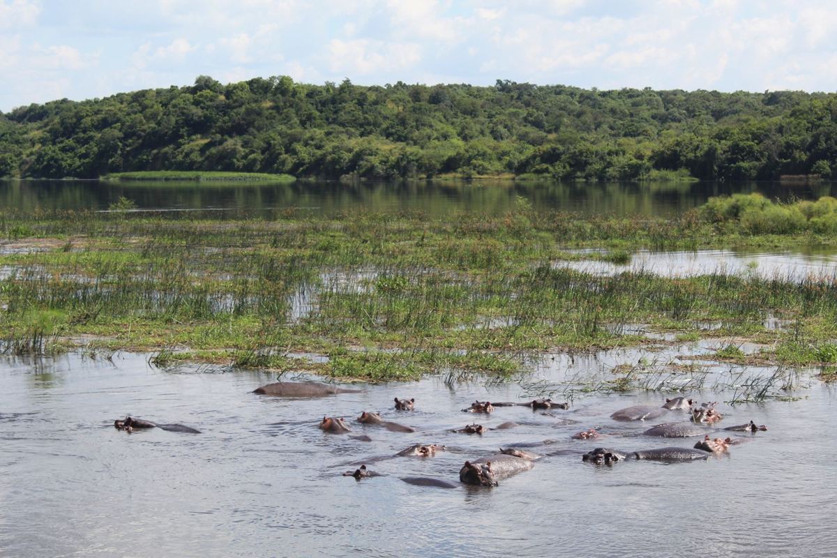 Eine Gruppe von Hippos, die im flachen Wasser am Rand des Victoria Nil liegen
